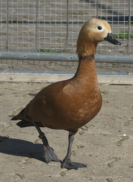 以及
